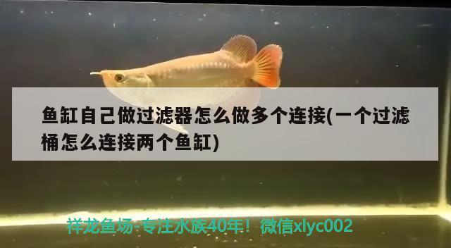 魚缸自己做過濾器怎么做多個連接(一個過濾桶怎么連接兩個魚缸) 觀賞魚水族批發(fā)市場