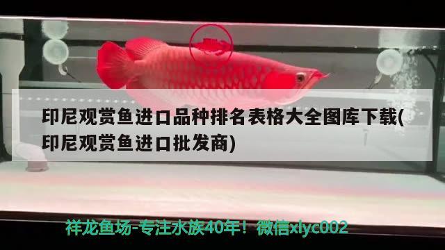 印尼觀賞魚進(jìn)口品種排名表格大全圖庫下載(印尼觀賞魚進(jìn)口批發(fā)商) 觀賞魚進(jìn)出口