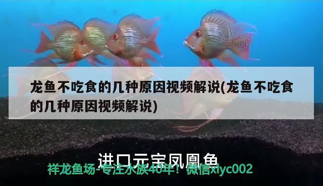 龍魚不吃食的幾種原因視頻解說(龍魚不吃食的幾種原因視頻解說)