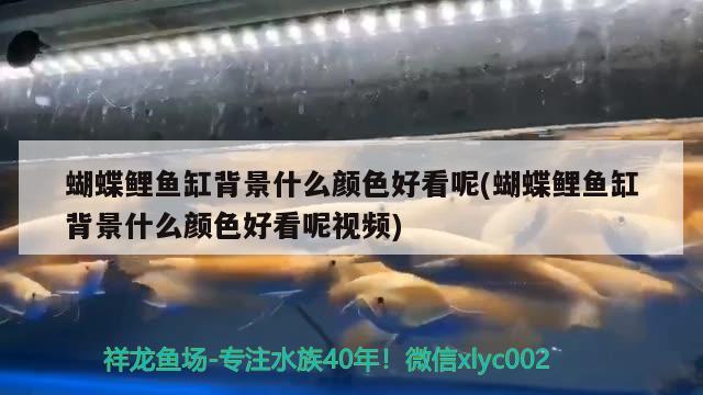 蝴蝶鯉魚缸背景什么顏色好看呢(蝴蝶鯉魚缸背景什么顏色好看呢視頻)