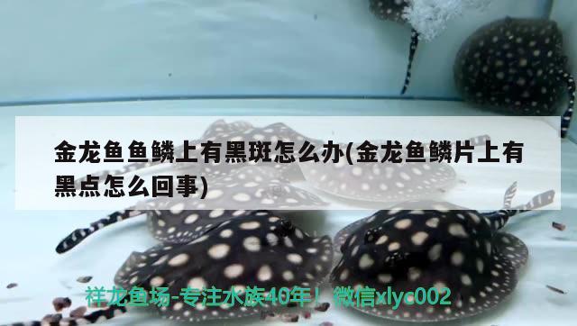 金龍魚魚鱗上有黑斑怎么辦(金龍魚鱗片上有黑點(diǎn)怎么回事) 白子球鯊魚