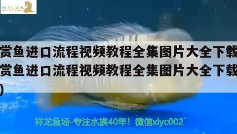 觀賞魚進(jìn)口流程視頻教程全集圖片大全下載(觀賞魚進(jìn)口流程視頻教程全集圖片大全下載安裝)