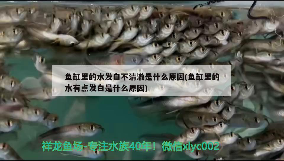 魚缸里的水發(fā)白不清澈是什么原因(魚缸里的水有點發(fā)白是什么原因)