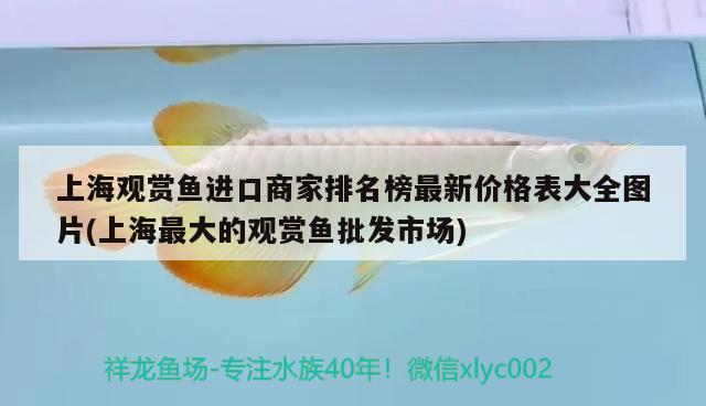 上海觀賞魚進(jìn)口商家排名榜最新價(jià)格表大全圖片(上海最大的觀賞魚批發(fā)市場(chǎng)) 觀賞魚進(jìn)出口