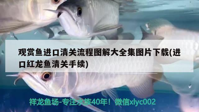 觀賞魚進口清關流程圖解大全集圖片下載(進口紅龍魚清關手續(xù))