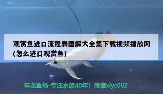 觀賞魚(yú)進(jìn)口流程表圖解大全集下載視頻播放網(wǎng)(怎么進(jìn)口觀賞魚(yú)) 觀賞魚(yú)進(jìn)出口