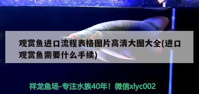 觀賞魚進口流程表格圖片高清大圖大全(進口觀賞魚需要什么手續(xù)) 觀賞魚進出口