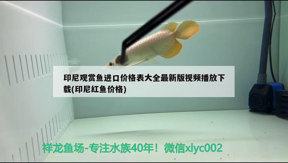 印尼觀賞魚進口價格表大全最新版視頻播放下載(印尼紅魚價格)