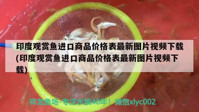 印度觀賞魚進(jìn)口商品價(jià)格表最新圖片視頻下載(印度觀賞魚進(jìn)口商品價(jià)格表最新圖片視頻下載)