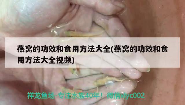 燕窩的功效和食用方法大全(燕窩的功效和食用方法大全視頻) 馬來西亞燕窩