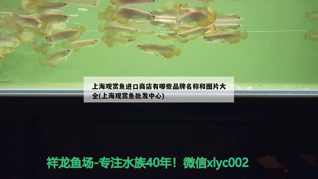 上海觀賞魚進(jìn)口商店有哪些品牌名稱和圖片大全(上海觀賞魚批發(fā)中心) 觀賞魚進(jìn)出口