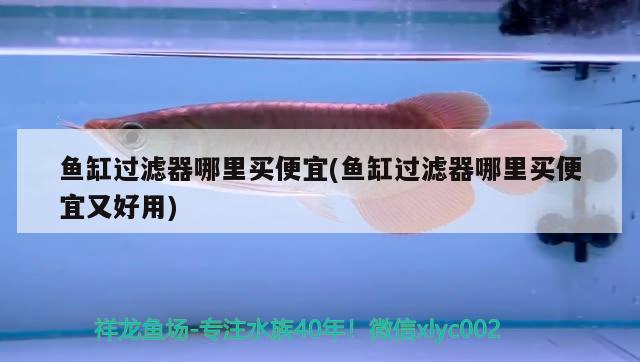 魚缸過濾器哪里買便宜(魚缸過濾器哪里買便宜又好用) 廣州水族器材濾材批發(fā)市場