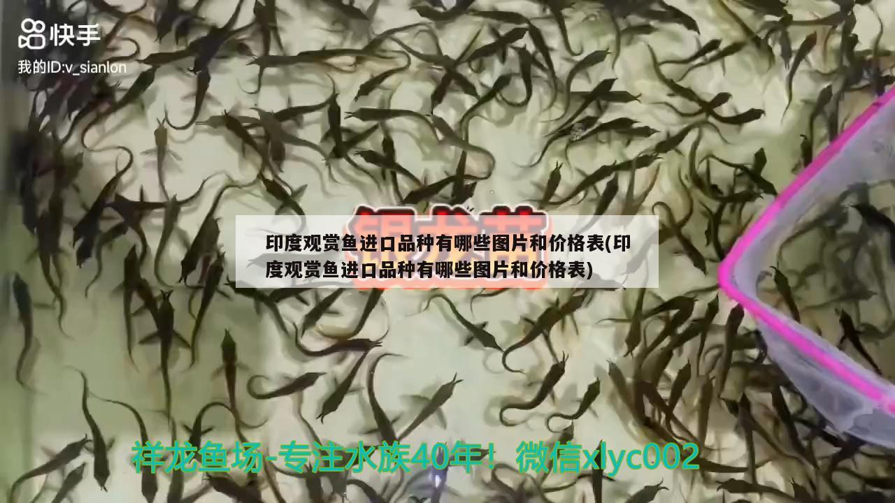 印度觀賞魚進(jìn)口品種有哪些圖片和價格表(印度觀賞魚進(jìn)口品種有哪些圖片和價格表)