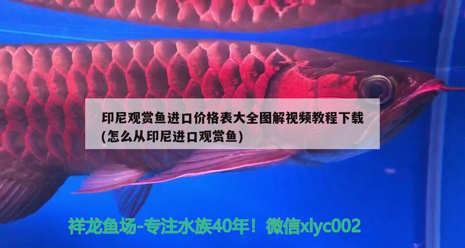 印尼觀賞魚進口價格表大全圖解視頻教程下載(怎么從印尼進口觀賞魚) 觀賞魚進出口