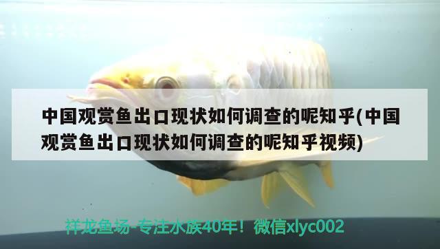 中國(guó)觀賞魚出口現(xiàn)狀如何調(diào)查的呢知乎(中國(guó)觀賞魚出口現(xiàn)狀如何調(diào)查的呢知乎視頻) 觀賞魚進(jìn)出口