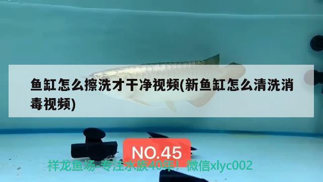 魚(yú)缸怎么擦洗才干凈視頻(新魚(yú)缸怎么清洗消毒視頻)