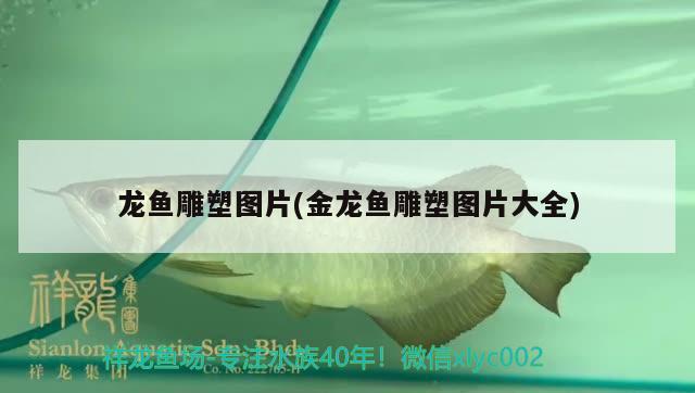 龍魚雕塑圖片(金龍魚雕塑圖片大全)