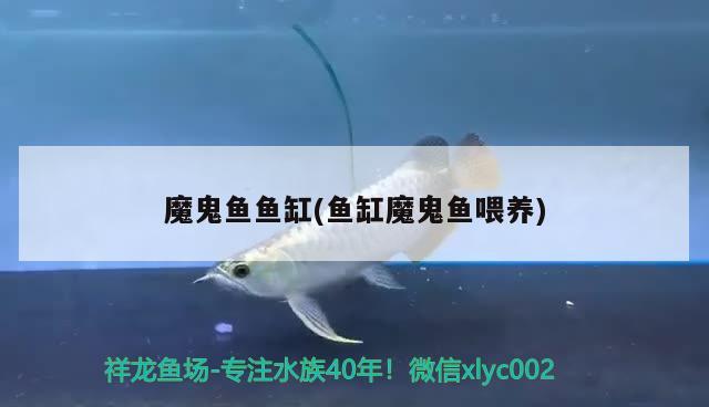 魔鬼魚魚缸(魚缸魔鬼魚喂養(yǎng)) 祥龍水族濾材/器材