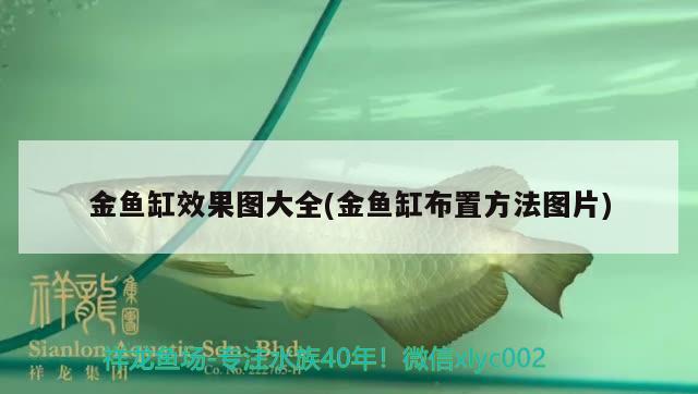 金魚缸效果圖大全(金魚缸布置方法圖片)