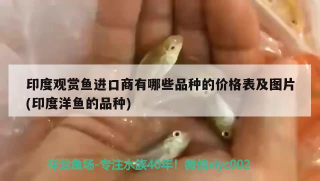 印度觀賞魚進口商有哪些品種的價格表及圖片(印度洋魚的品種) 觀賞魚進出口