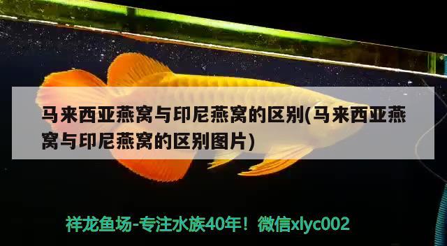 馬來西亞燕窩與印尼燕窩的區(qū)別(馬來西亞燕窩與印尼燕窩的區(qū)別圖片)