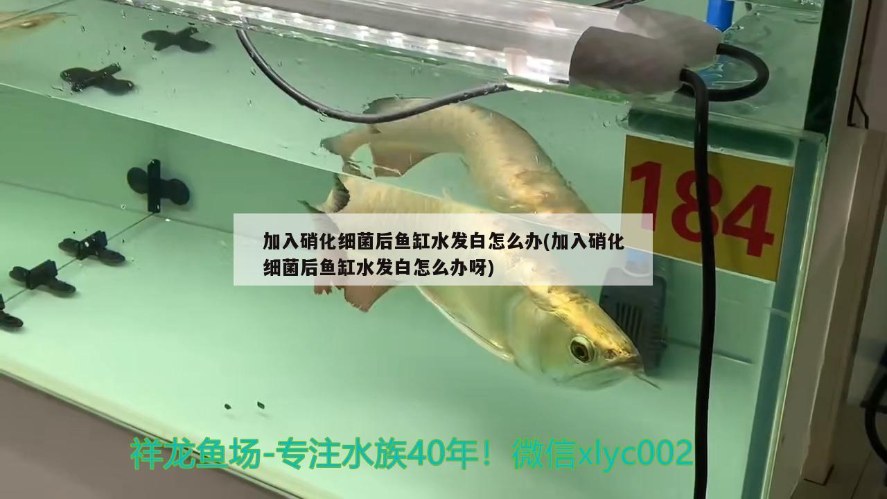 加入硝化細菌后魚缸水發(fā)白怎么辦(加入硝化細菌后魚缸水發(fā)白怎么辦呀) 硝化細菌