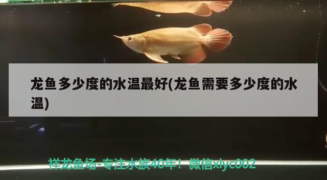 龍魚多少度的水溫最好(龍魚需要多少度的水溫)