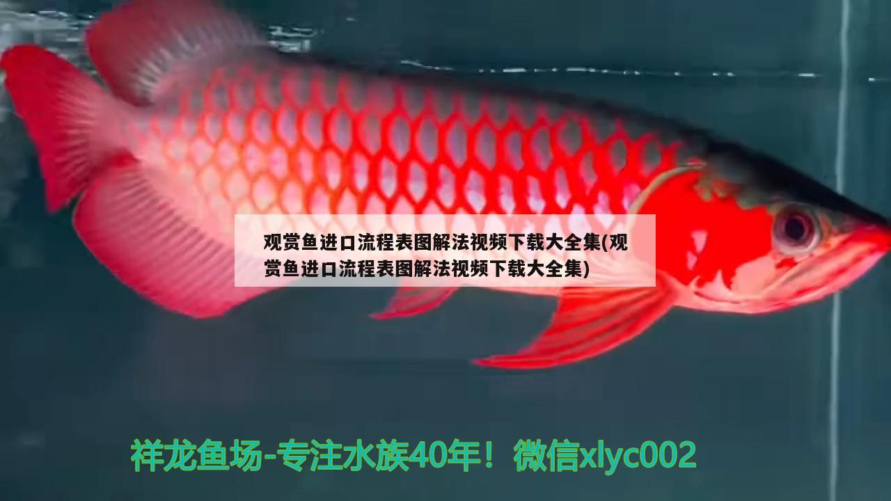 觀賞魚進口流程表圖解法視頻下載大全集(觀賞魚進口流程表圖解法視頻下載大全集)