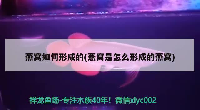 燕窩如何形成的(燕窩是怎么形成的燕窩) 馬來西亞燕窩