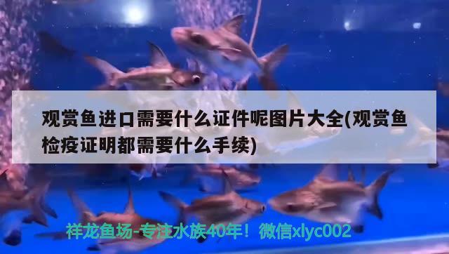 觀賞魚進(jìn)口需要什么證件呢圖片大全(觀賞魚檢疫證明都需要什么手續(xù))