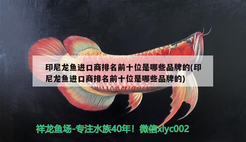 印尼龍魚(yú)進(jìn)口商排名前十位是哪些品牌的(印尼龍魚(yú)進(jìn)口商排名前十位是哪些品牌的) 觀賞魚(yú)進(jìn)出口