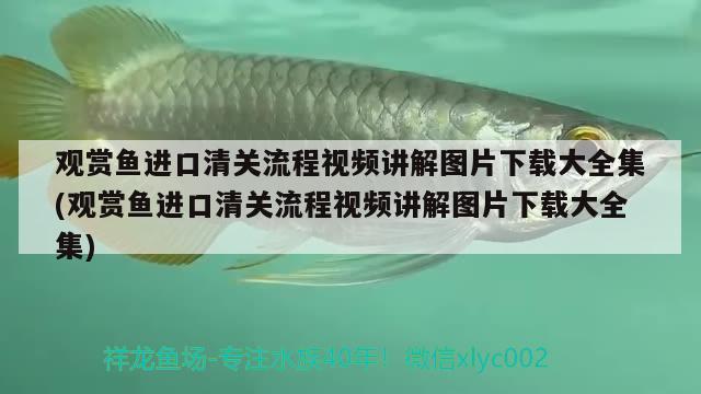 觀賞魚進(jìn)口清關(guān)流程視頻講解圖片下載大全集(觀賞魚進(jìn)口清關(guān)流程視頻講解圖片下載大全集) 觀賞魚進(jìn)出口