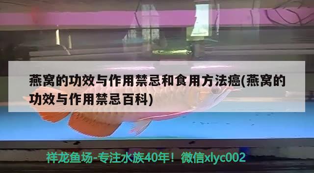 燕窩的功效與作用禁忌和食用方法癌(燕窩的功效與作用禁忌百科)