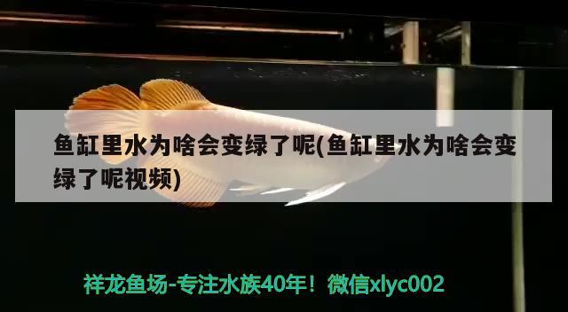 魚缸里水為啥會變綠了呢(魚缸里水為啥會變綠了呢視頻) 祥龍龍魚專用水族燈