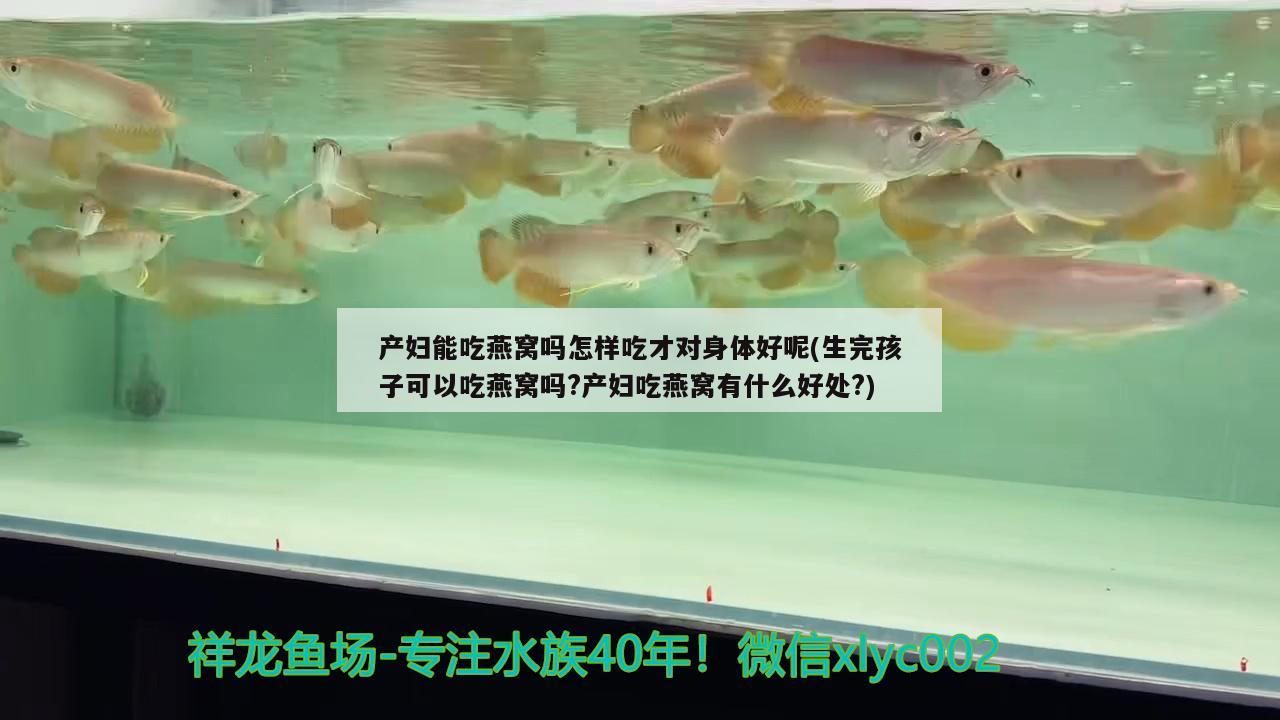 產(chǎn)婦能吃燕窩嗎怎樣吃才對身體好呢(生完孩子可以吃燕窩嗎?產(chǎn)婦吃燕窩有什么好處?) 馬來西亞燕窩