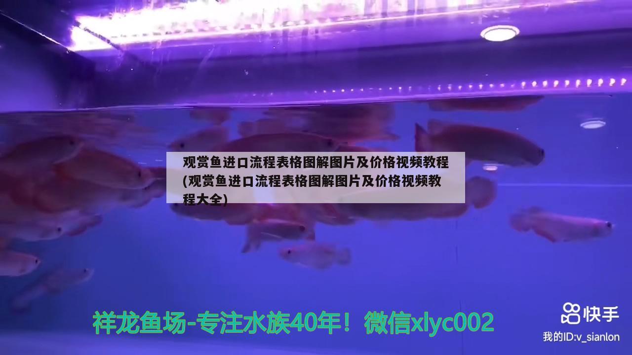 觀賞魚進口流程表格圖解圖片及價格視頻教程(觀賞魚進口流程表格圖解圖片及價格視頻教程大全) 觀賞魚進出口