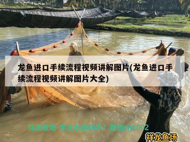 龍魚進口手續(xù)流程視頻講解圖片(龍魚進口手續(xù)流程視頻講解圖片大全) 觀賞魚進出口