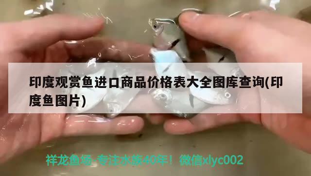 印度觀賞魚進口商品價格表大全圖庫查詢(印度魚圖片) 觀賞魚進出口