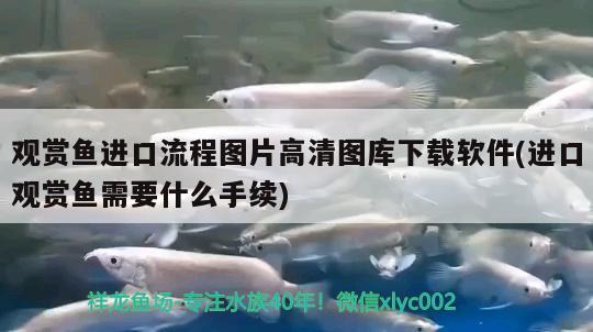 觀賞魚進口流程圖片高清圖庫下載軟件(進口觀賞魚需要什么手續(xù)) 觀賞魚進出口