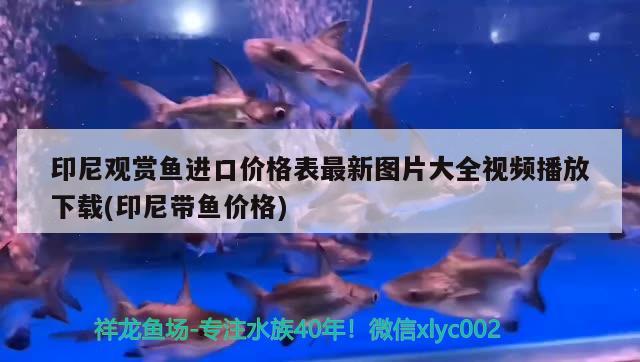 印尼觀賞魚(yú)進(jìn)口價(jià)格表最新圖片大全視頻播放下載(印尼帶魚(yú)價(jià)格)