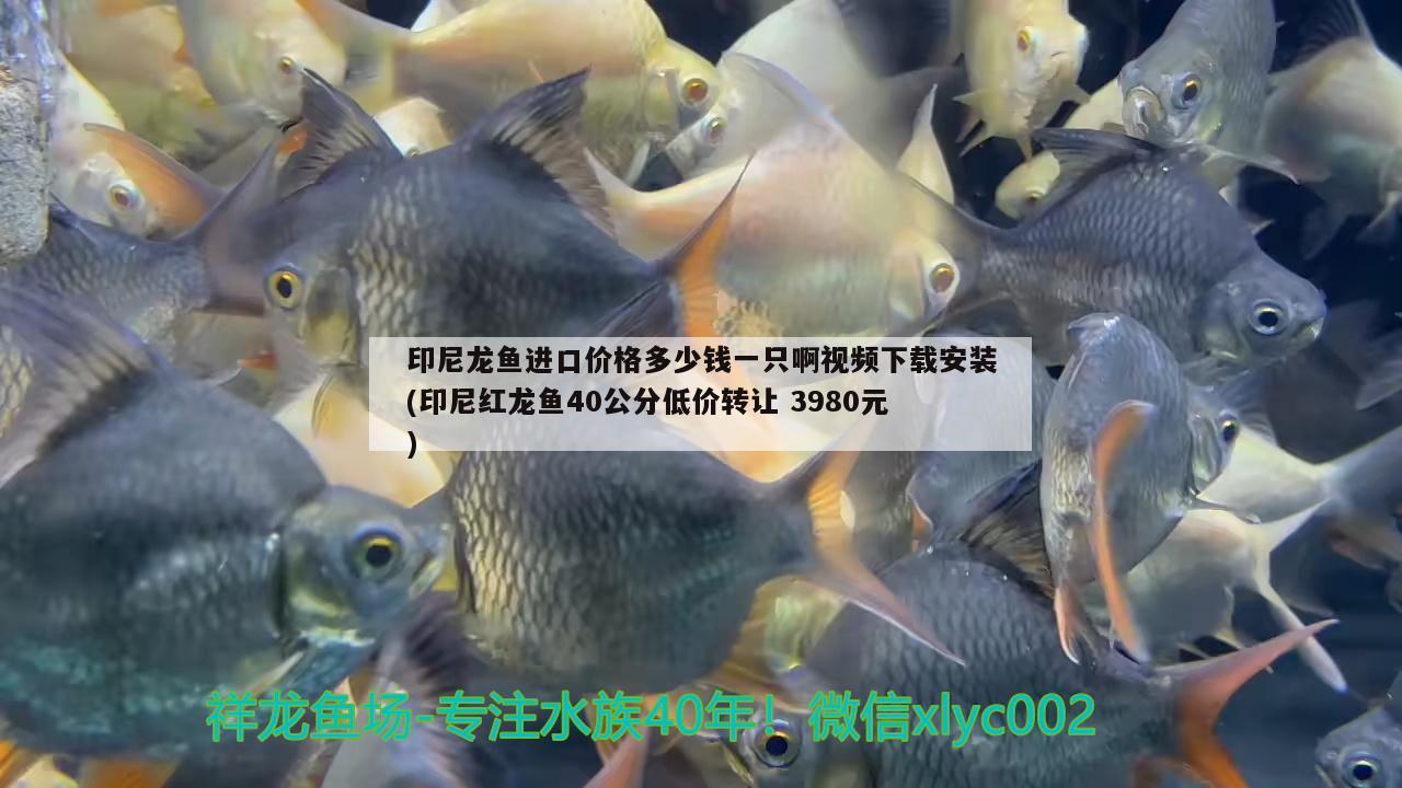 印尼龍魚進(jìn)口價格多少錢一只啊視頻下載安裝(印尼紅龍魚40公分低價轉(zhuǎn)讓3980元) 印尼紅龍魚 第2張