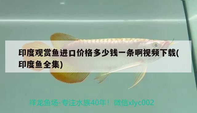 印度觀賞魚進口價格多少錢一條啊視頻下載(印度魚全集) 觀賞魚進出口