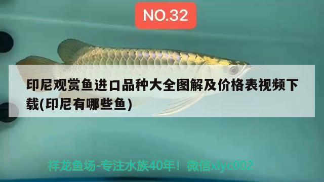 印尼觀賞魚進口品種大全圖解及價格表視頻下載(印尼有哪些魚)