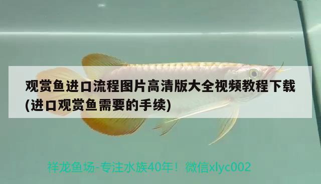 觀賞魚進口流程圖片高清版大全視頻教程下載(進口觀賞魚需要的手續(xù))