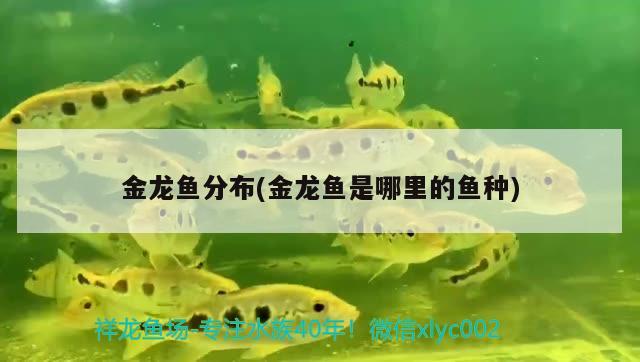 金龍魚分布(金龍魚是哪里的魚種) 祥龍進口元寶鳳凰魚