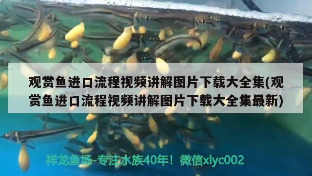 觀賞魚進(jìn)口流程視頻講解圖片下載大全集(觀賞魚進(jìn)口流程視頻講解圖片下載大全集最新) 觀賞魚進(jìn)出口