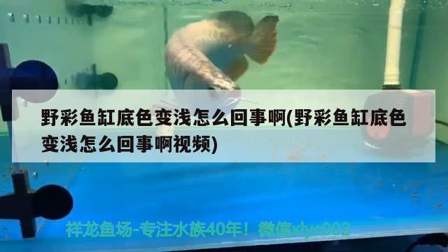 野彩魚缸底色變淺怎么回事啊(野彩魚缸底色變淺怎么回事啊視頻) 野彩魚