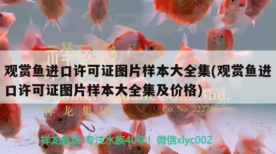 觀賞魚進口許可證圖片樣本大全集(觀賞魚進口許可證圖片樣本大全集及價格)