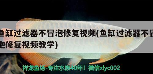 魚(yú)缸過(guò)濾器不冒泡修復(fù)視頻(魚(yú)缸過(guò)濾器不冒泡修復(fù)視頻教學(xué)) 觀賞魚(yú)