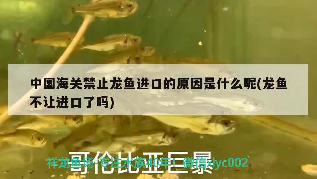 中國海關(guān)禁止龍魚進口的原因是什么呢(龍魚不讓進口了嗎) 觀賞魚進出口